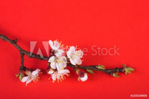 Picture of Flowering branch on a bright background